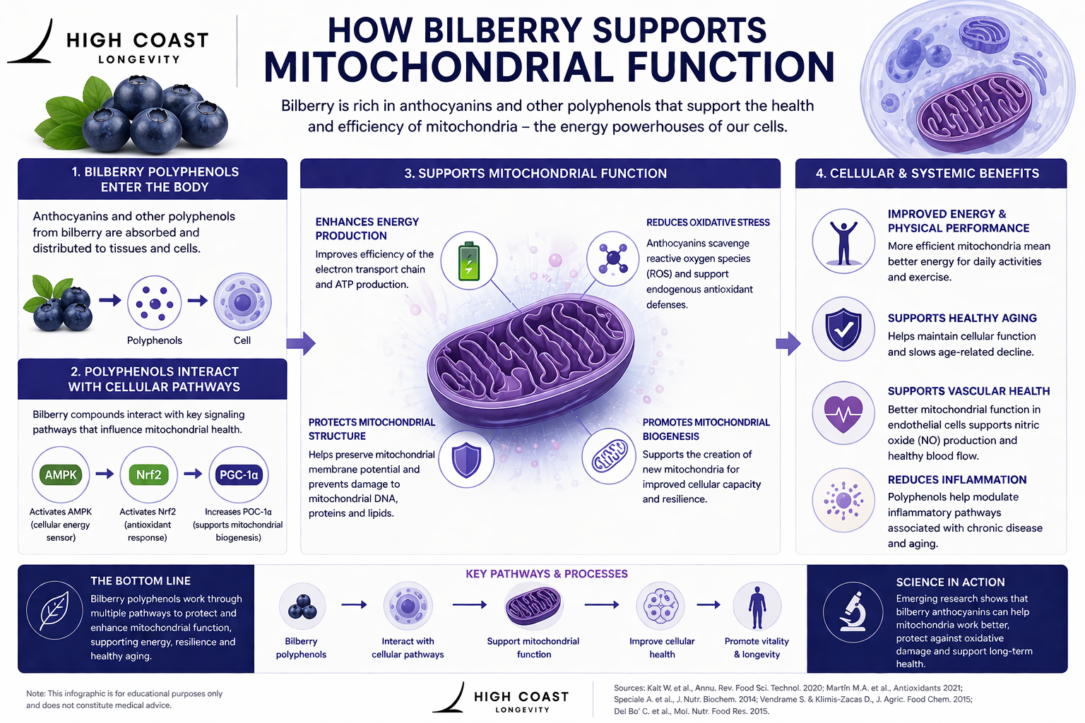 Infographic, Bilberry supports Mitochondrial function